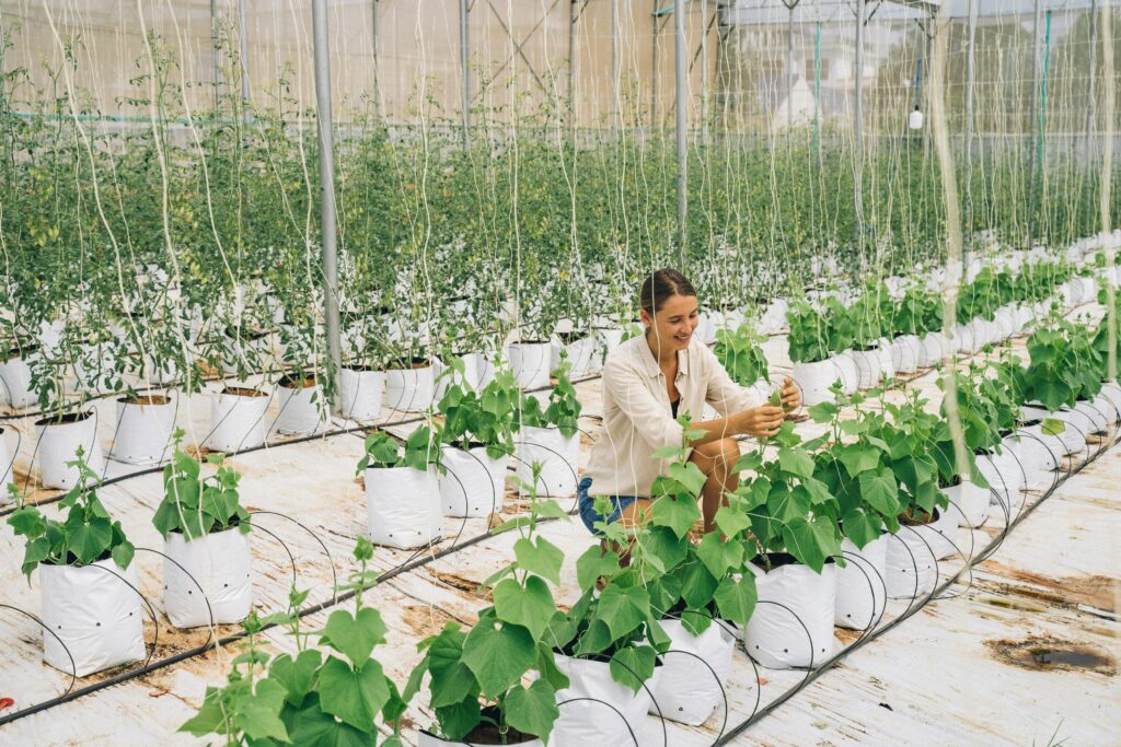 cultivo hidropónica