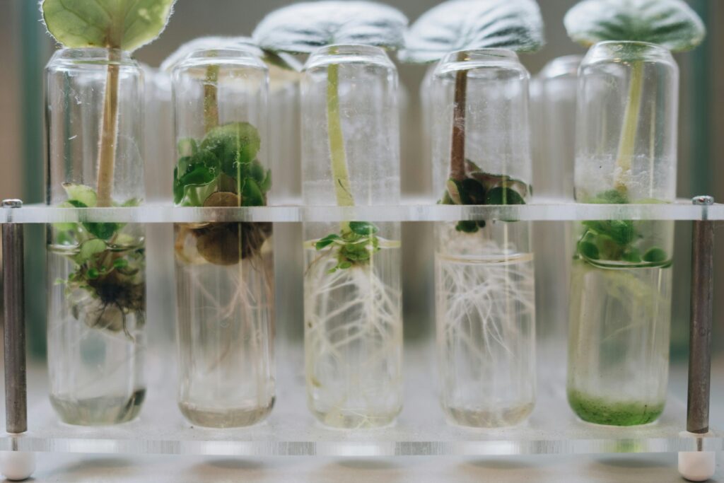 plantas hidropónica